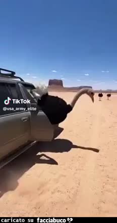 gif animata
