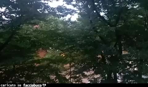 Gif Animata