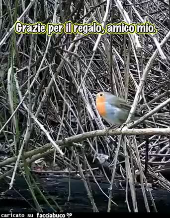 Gif Animata