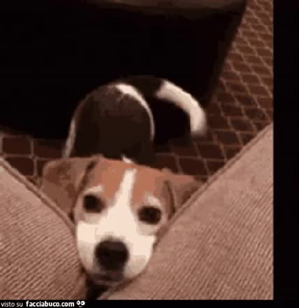 Gif Animata