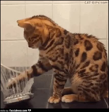 gif animata