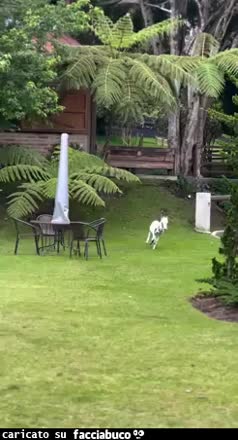 Gif Animata