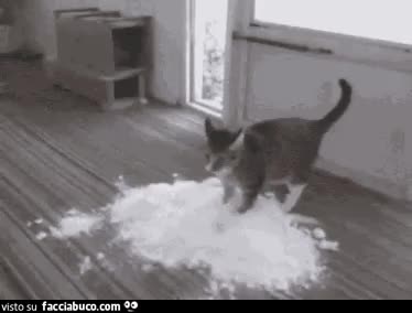 gif animata