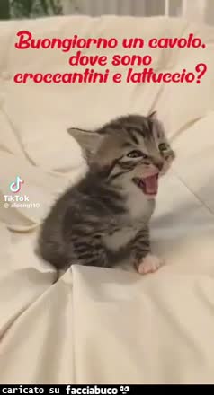 Gif Animata