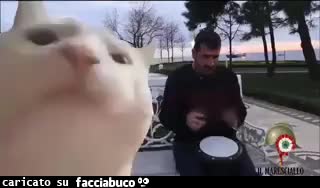gif animata