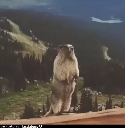 gif animata