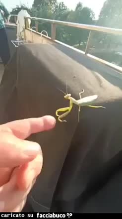 Gif Animata