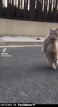 gif animata