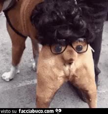 gif animata