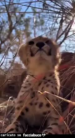 Gif Animata