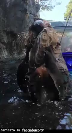 gif animata