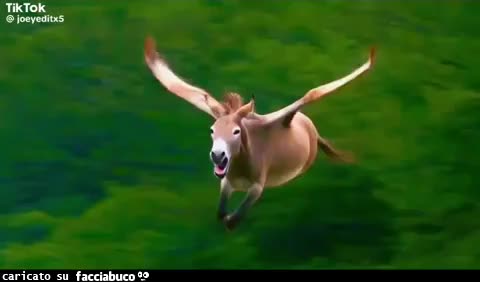 gif animata