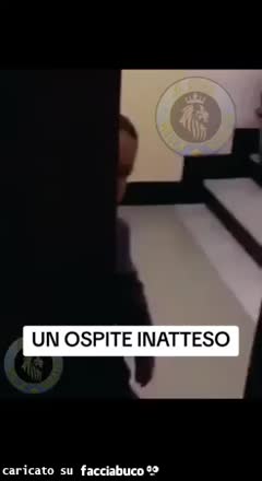 Gif Animata