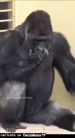 Gif Animata