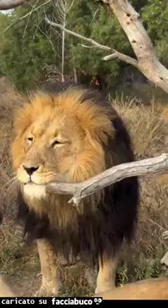 Gif Animata