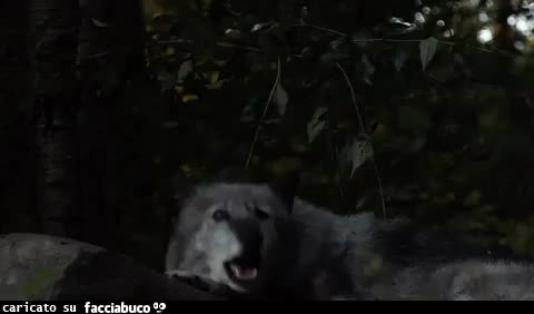 Gif Animata