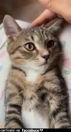 Gif Animata
