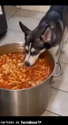 Gif Animata