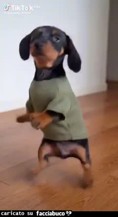 Gif Animata