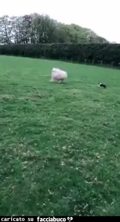 Gif Animata