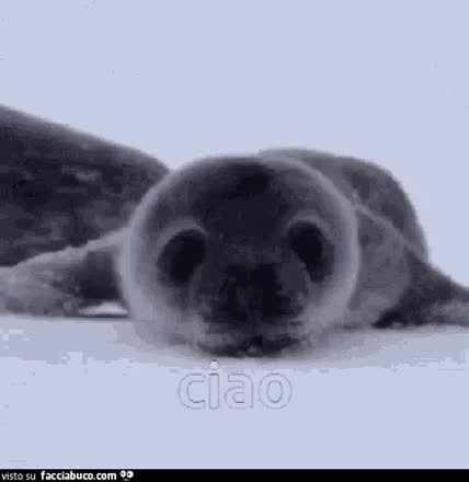 gif animata