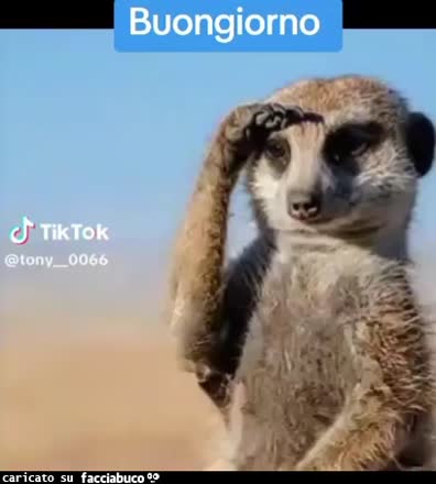 Gif Animata