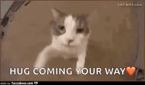 gif animata