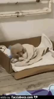 gif animata