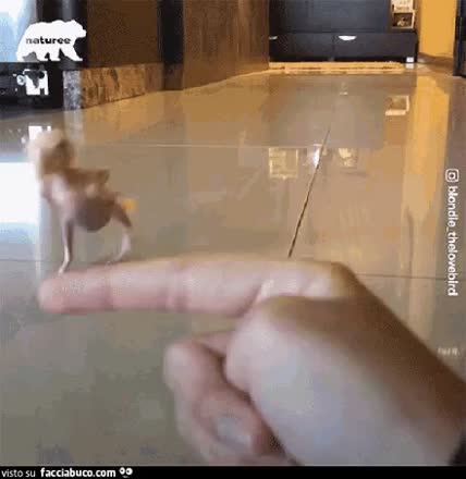 gif animata
