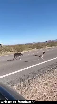 Gif Animata