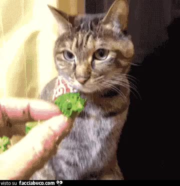 gif animata