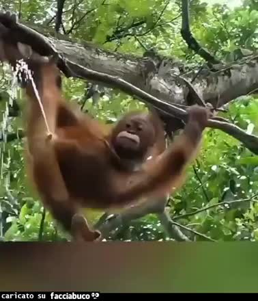 gif animata