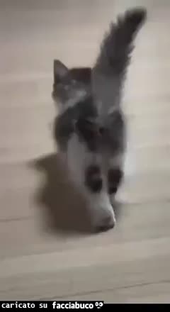 Gif Animata