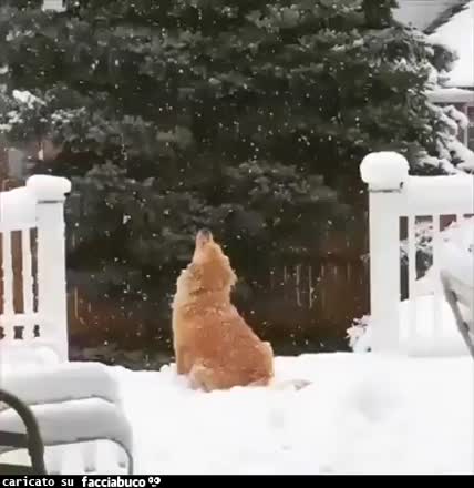 Sogno di una mattina di piena estate. Un cane mangia fiocchi di neve