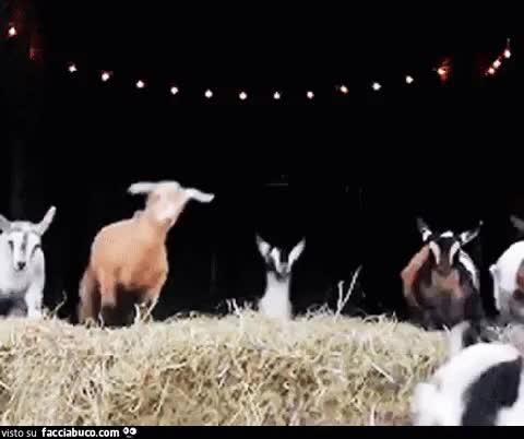 gif animata