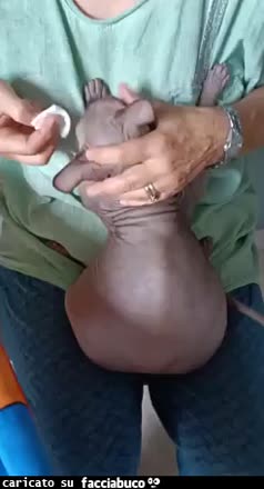 Gif Animata